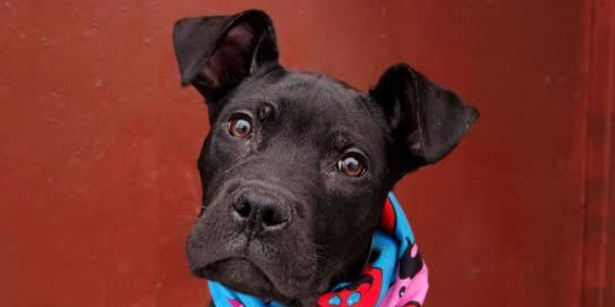 Adopt A Pet In New York City Featured Animals For 2/16/2014, Courtesy