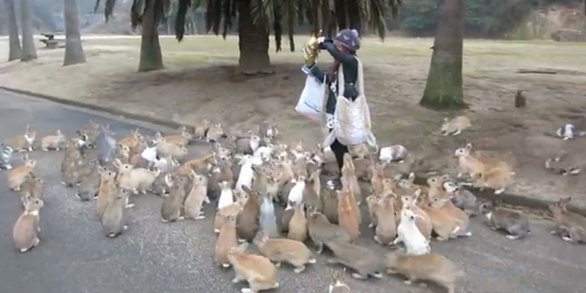 Rabbit Swarm On Japanese Island Is Adorable But Slightly Terrifying