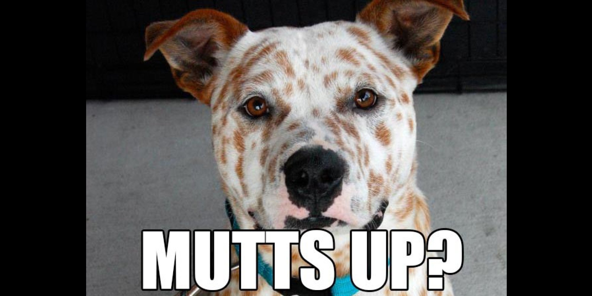 These 26 MixedUp Mutts Prove Pedigree Can't Trump The Pure Charm Of An