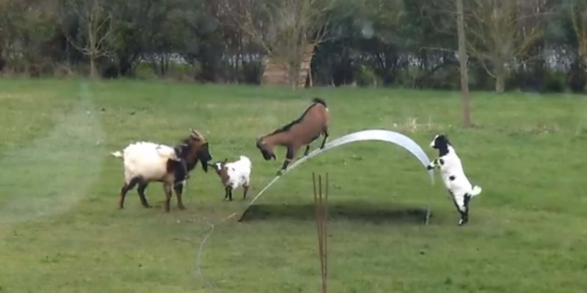 WATCH This Video Of Goats PIaying On A Metal Sheet Is Utterly Delightful And Very Funny