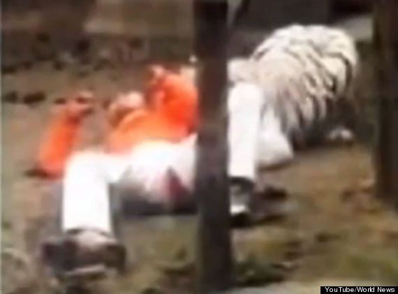 Zookeepers Stop Chinese Man From Feeding Himself To Tigers 