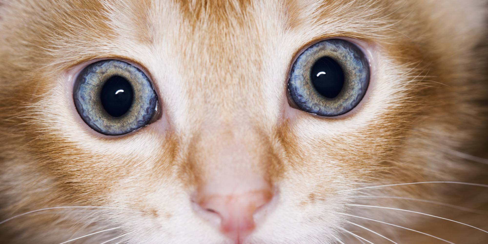 Cats, Dogs May See In Ultraviolet, New Study Finds HuffPost