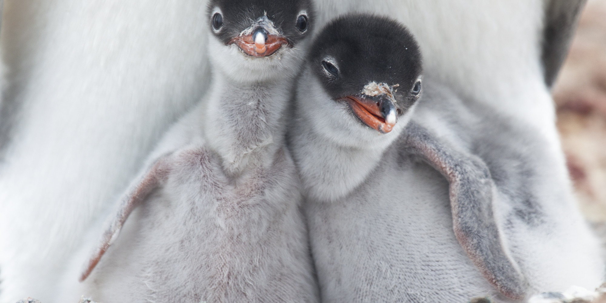 Learn About True Love From These Lifelong Couples Of The Animal Kingdom HuffPost