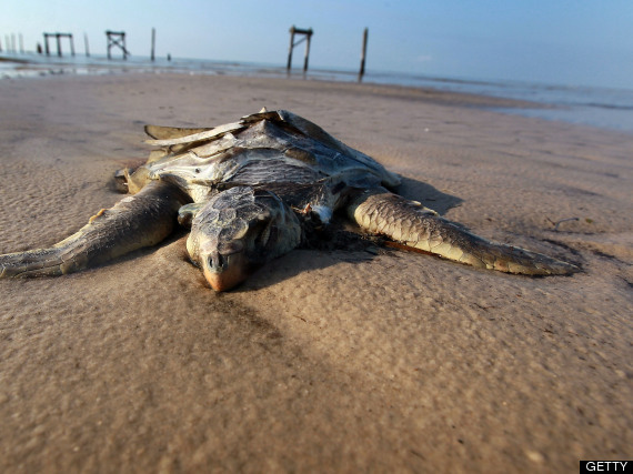 Sea Turtle Shrimpers Oil Spill