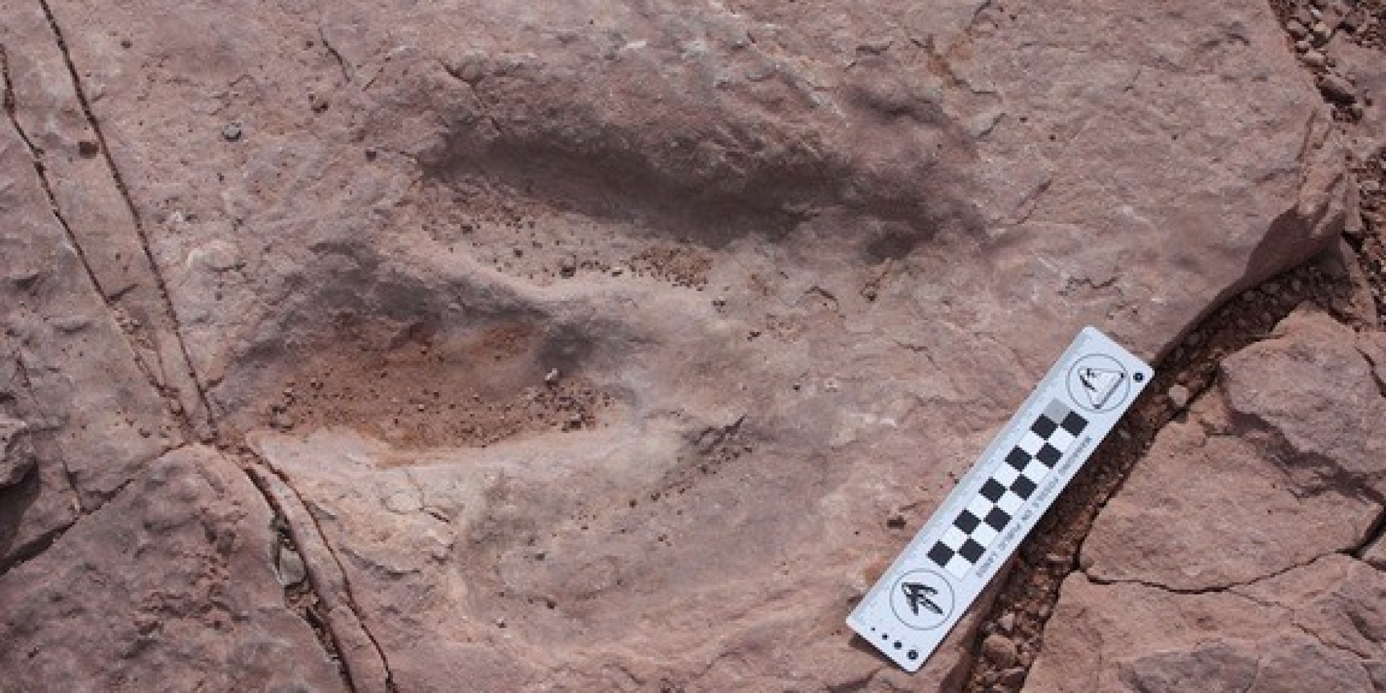 dinosaur track fossil