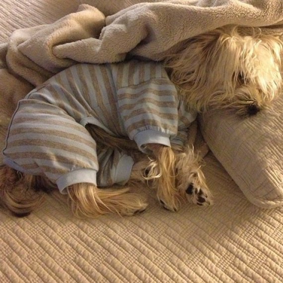 These Snuggly Puppies In Pajamas Will Make You Want To ...