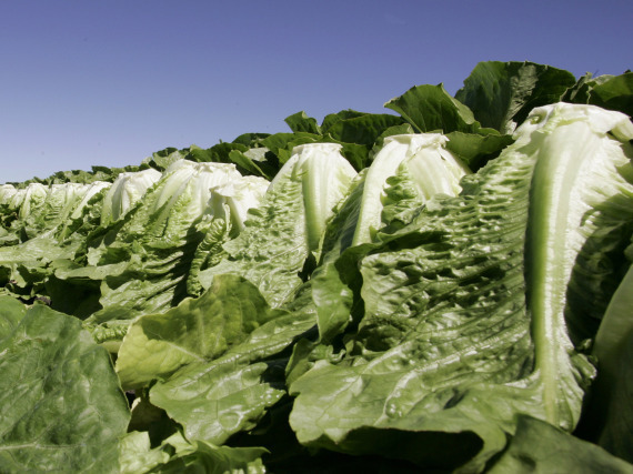 Romaine Lettuce Recall E Coli