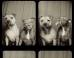This Is What Happens When You Put Pit Bulls In A Photo Booth