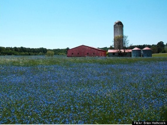 Paul Quinn College Farm
