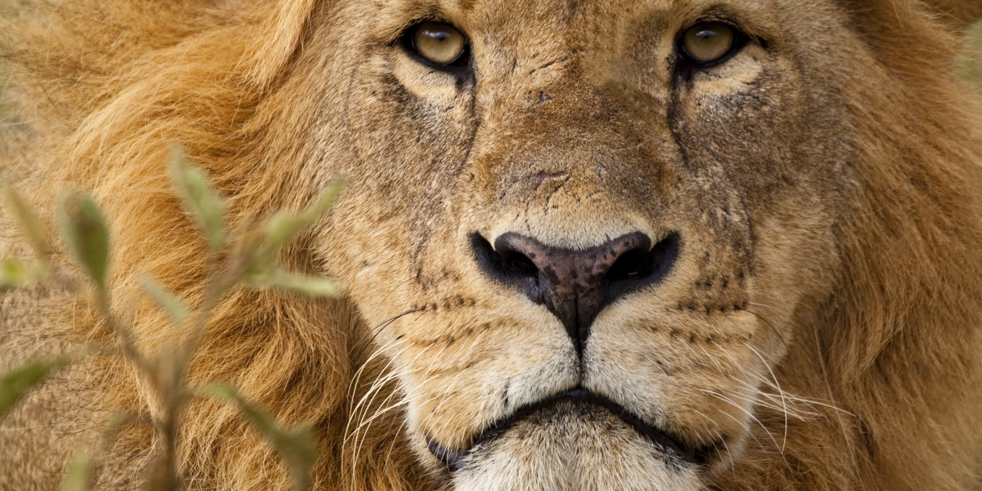 5 Important Leadership Lessons From The Lion King | HuffPost