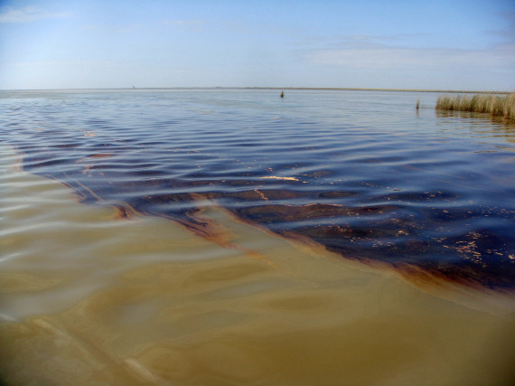 Oil Spill Wetlands