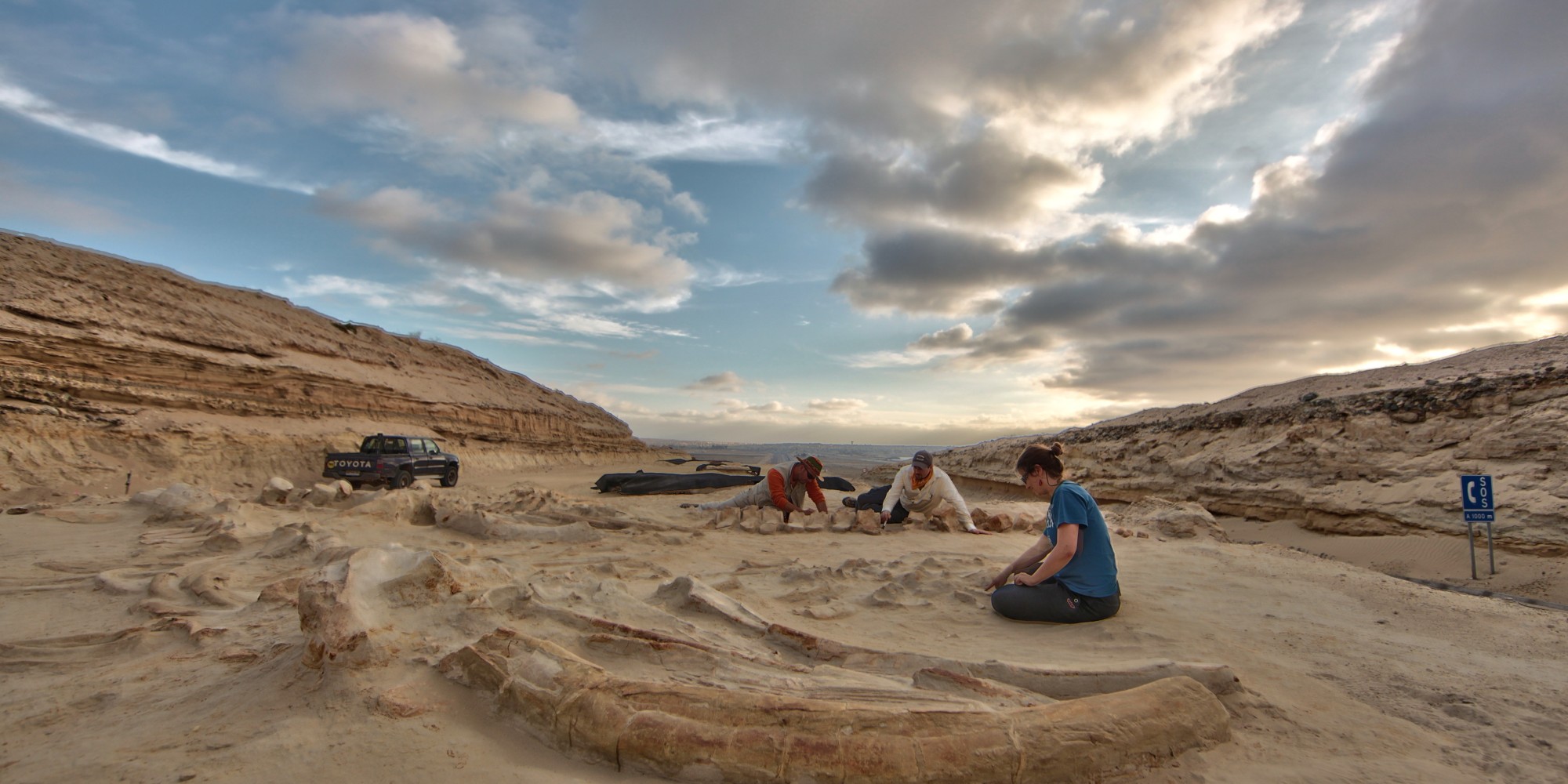 Mass Whale Graveyard Mystery Solved As Atacama Desert Gives Up