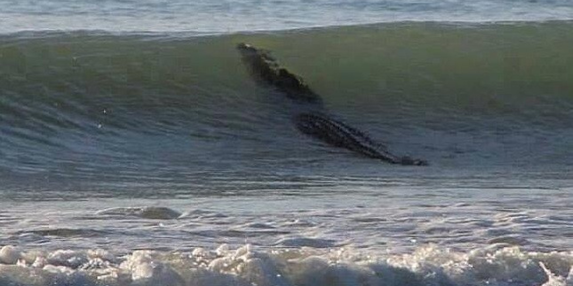 photos crocodile geant plage australie n