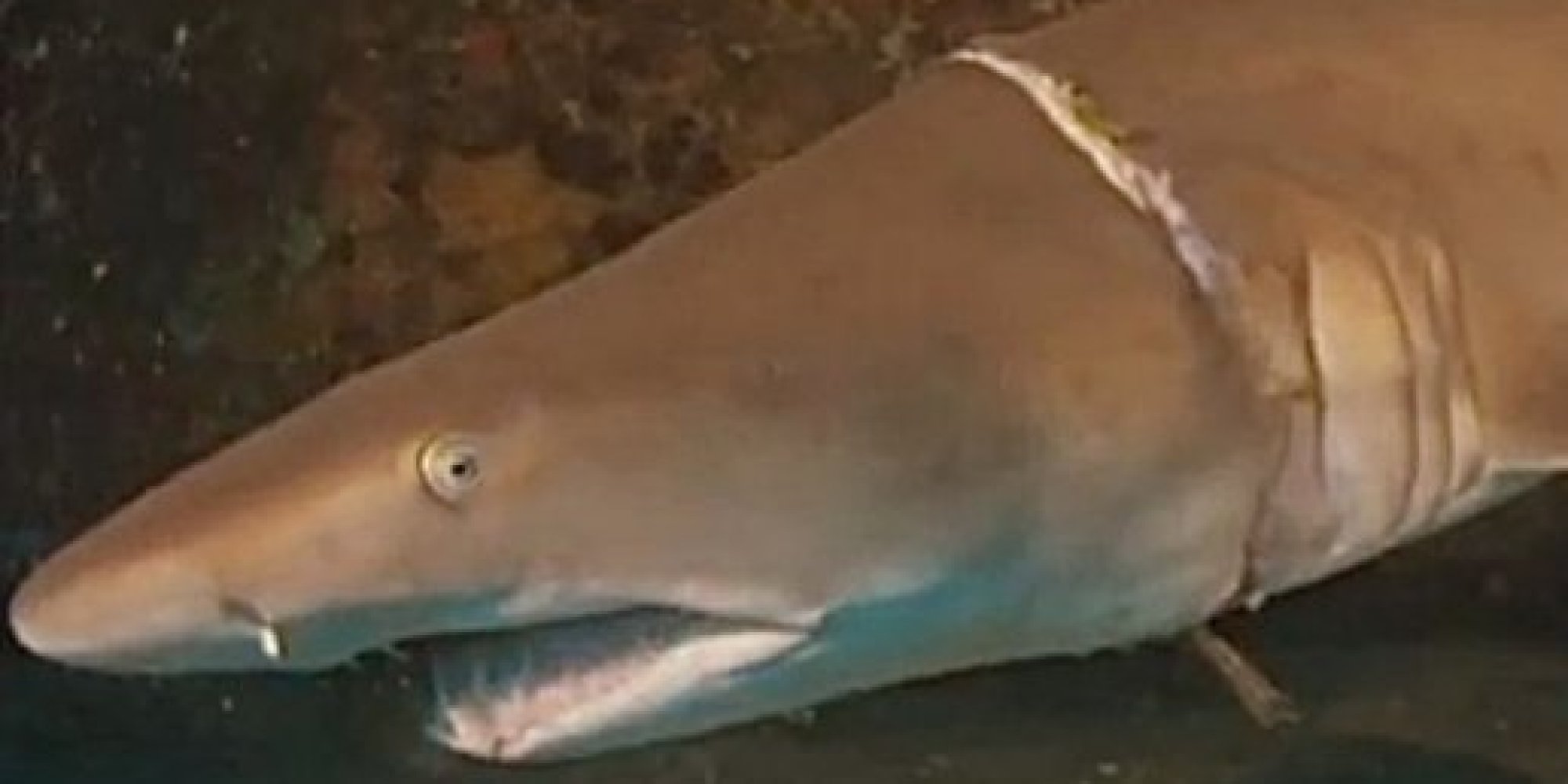 Daring Divers Save Choking Shark | HuffPost