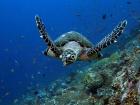 Sea Turtles Are Endangered, But 42,000 Were Killed LEGALLY Last Year