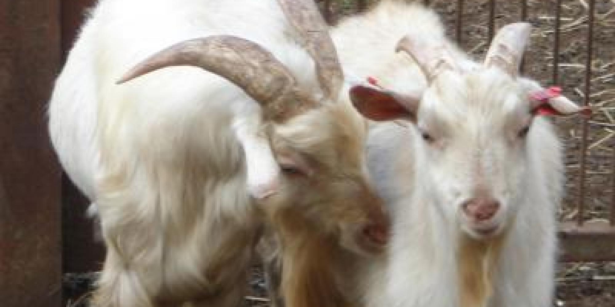 Male Goat Smell Really Puts Females In The Mood, New Pheromone Study