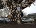 How One 'Wishing Tree' Brought An Entire Community Together