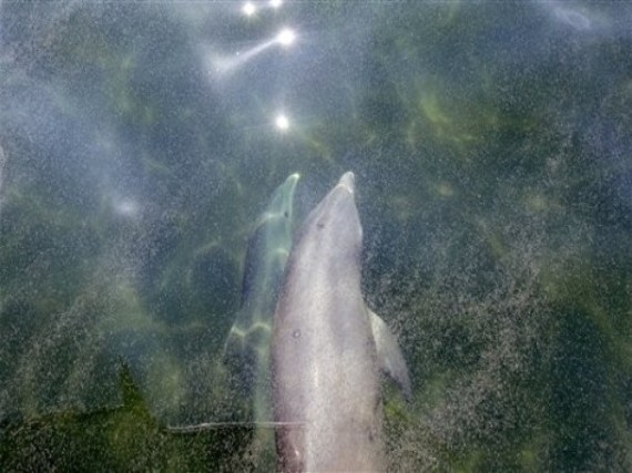 Gulf Oil Spill Dolphins