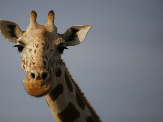 Giraffe
