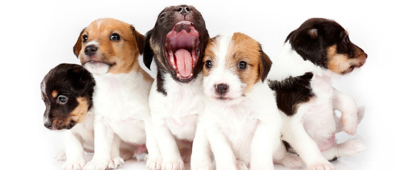 Zollbeamte retten 77 Hundewelpen aus einem Tiertransporter