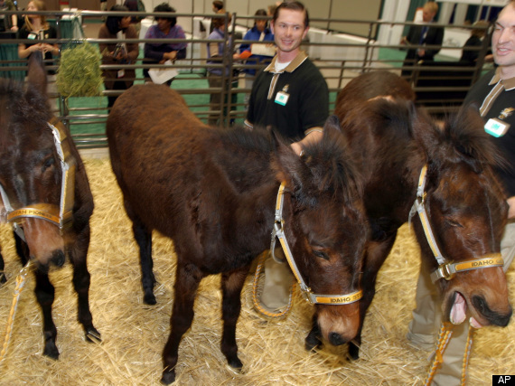 Mules