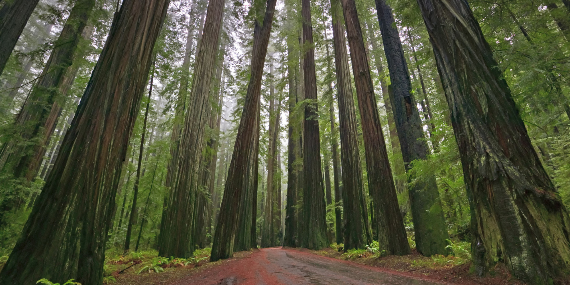 Redwood Poaching Causes California Parks To Close HuffPost