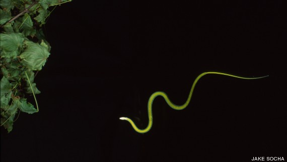 serpiente volando