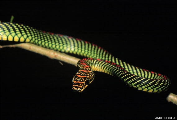 serpiente volando