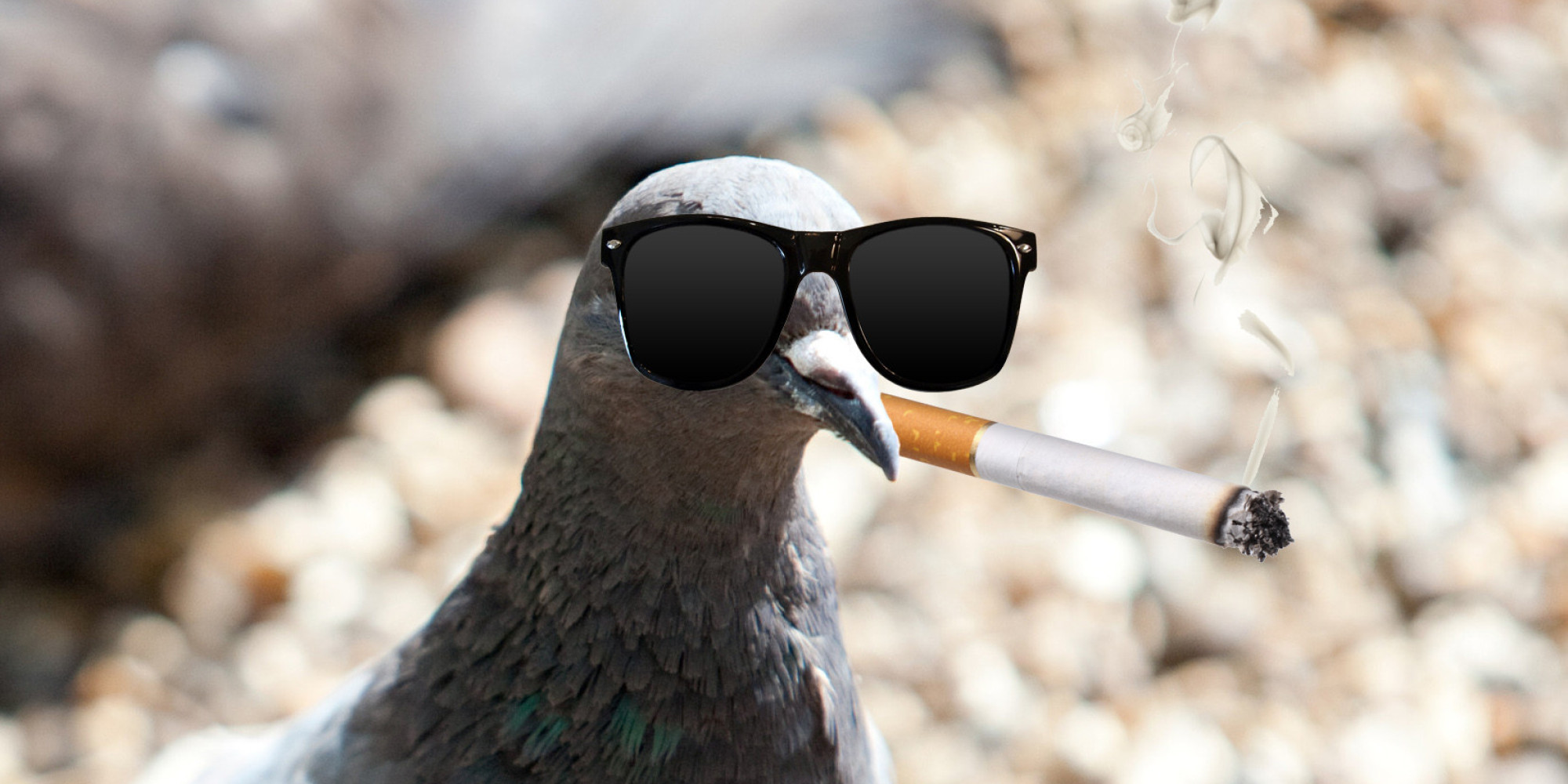 Bird Starts Fire With Cigarette, Burns House Firefighters HuffPost