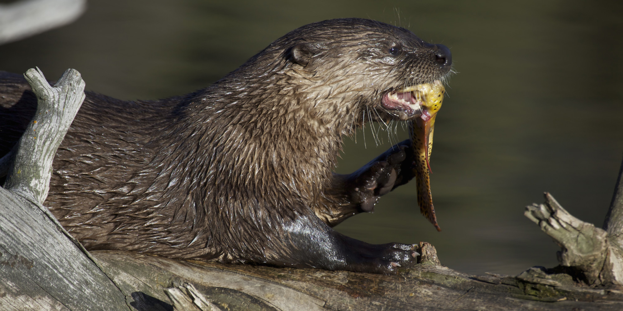 An Otter Attacked An Alligator, And Then Ate It (PHOTOS) | HuffPost