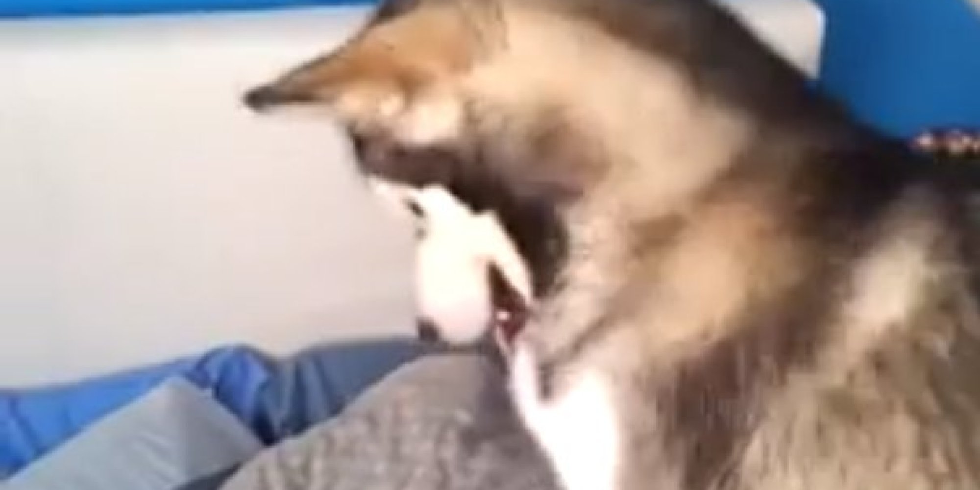 dogs and laser pointers how to someone up with a laser pointer and a huffpost uk dogs and laser pointers how to someone up with a laser pointer and a huffpost uk