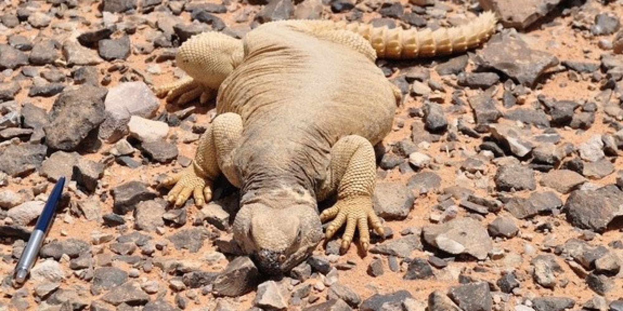 Medieval Arabs Ate Lizards After Advent Of Islam, Archaeological