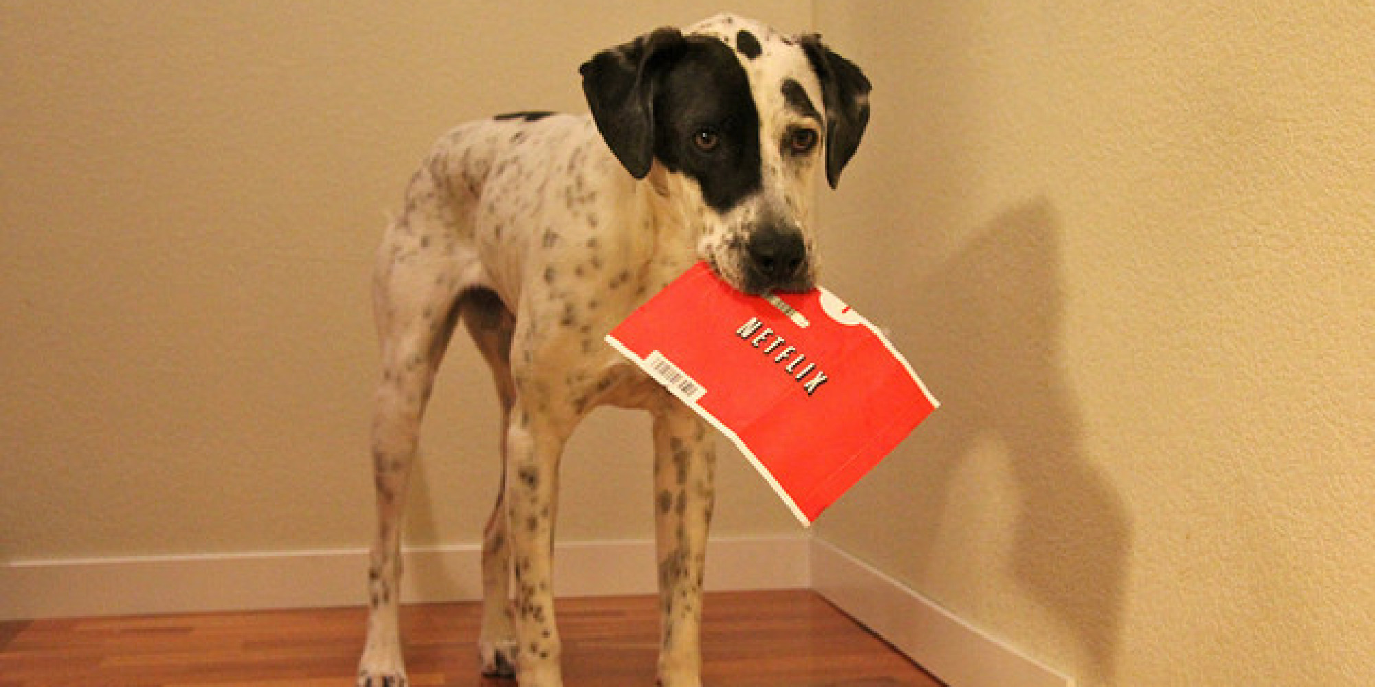 17 Adorably Helpful Pets Who Double As Household Appliances HuffPost