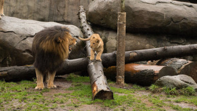 Lion cub