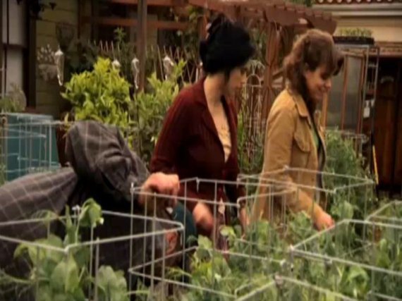 Backyard Farm