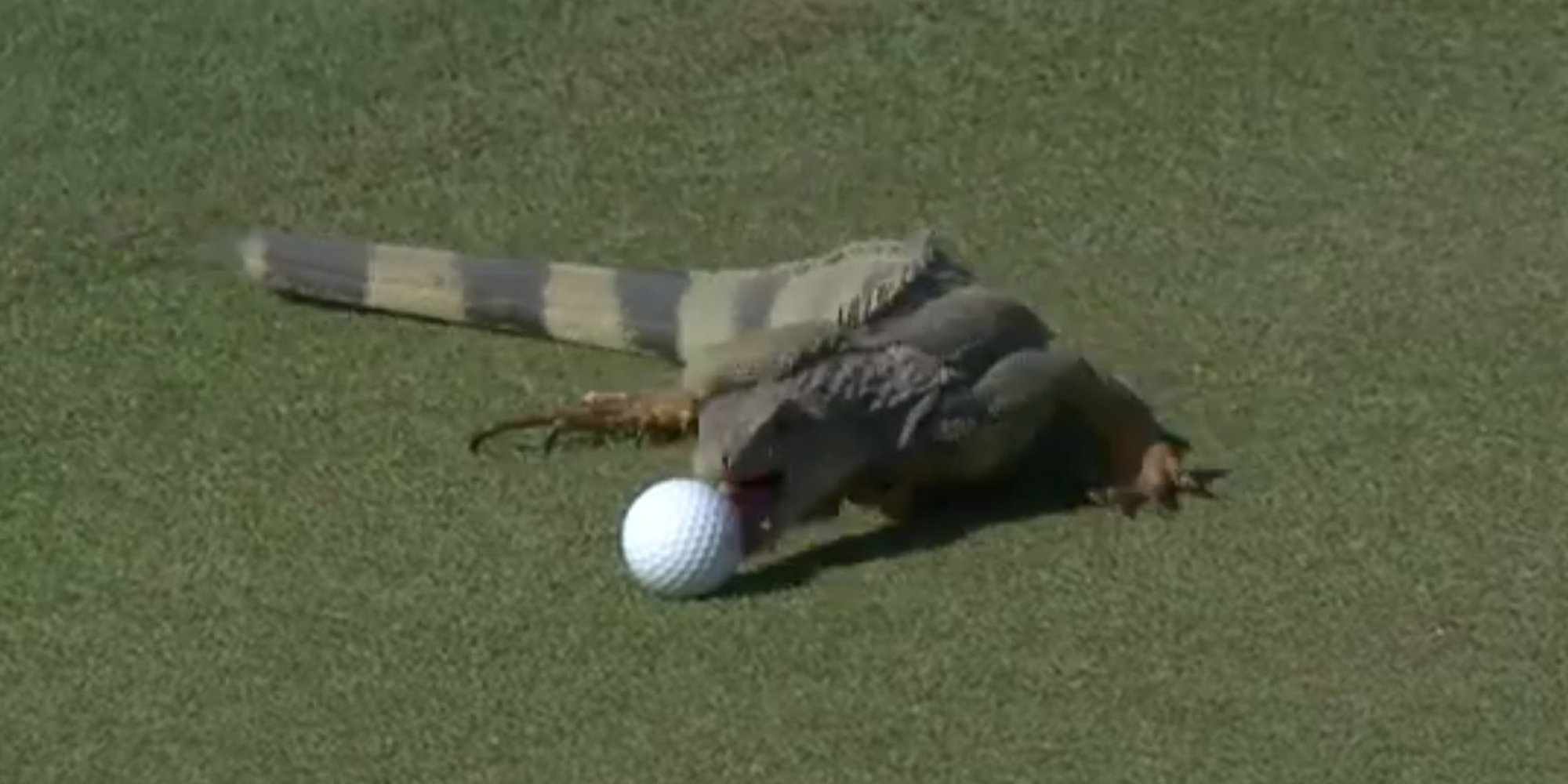 Iguana Attacks Golf Ball At Puerto Rico Open (VIDEO) Iguana Attacks Golf Ball At Puerto Rico Open (VIDEO)