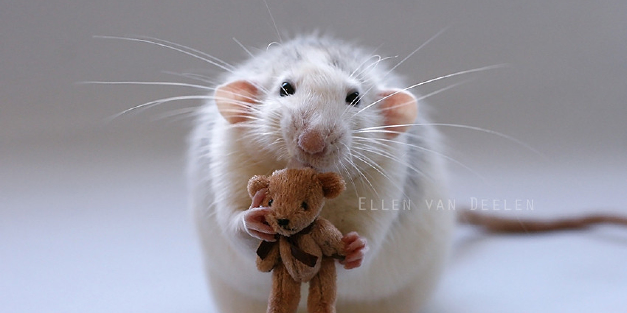 Photos Of Rats Snuggling Teddy Bears Are The Cutest (UPDATED)