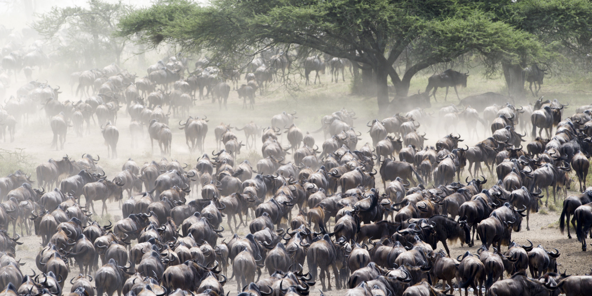 13-epic-animal-migrations-that-prove-just-how-cool-mother-nature-is