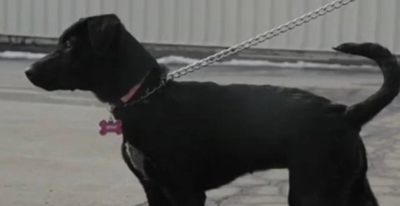 dogs