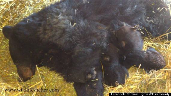 black bear smithers