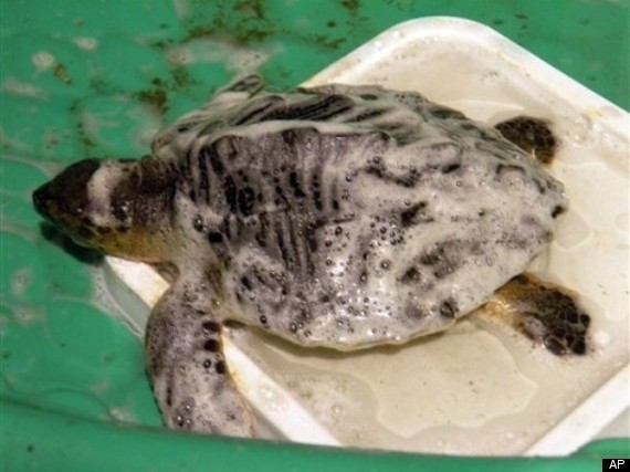 Sea Turtle Oil Spill