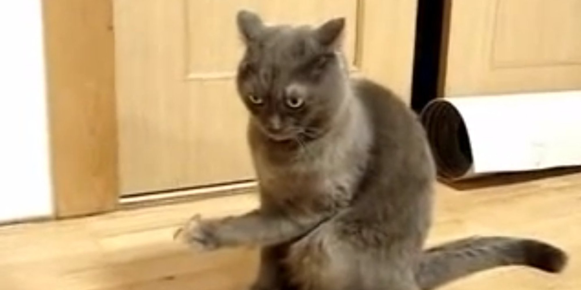 Cat Gets A Piece Of Tape Stuck On His Paw, And The Look On His Face Is Priceless (VIDEO