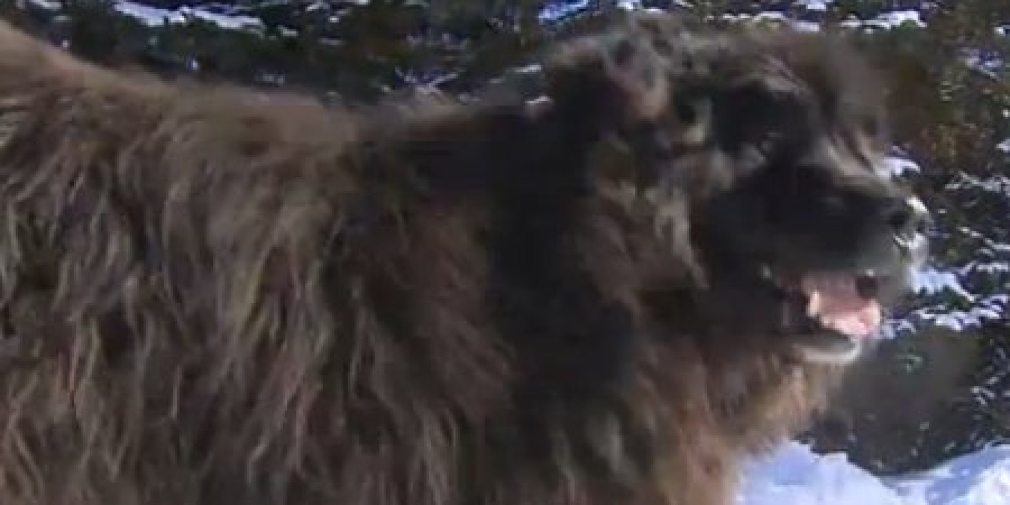 'Bear' Prompting 911 Call Turns Out To Be Dog... Named Bear HuffPost