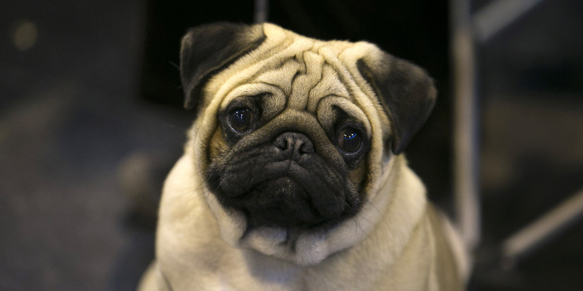 big pug teddy bear