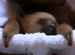 Meet The Sloths (VIDEO): Watch The Animals Be Naturally Adorable