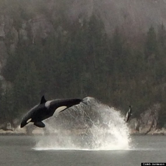 orca whale squamish