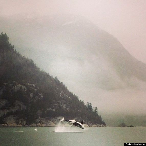 orca whale squamish