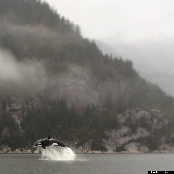 orca whale squamish