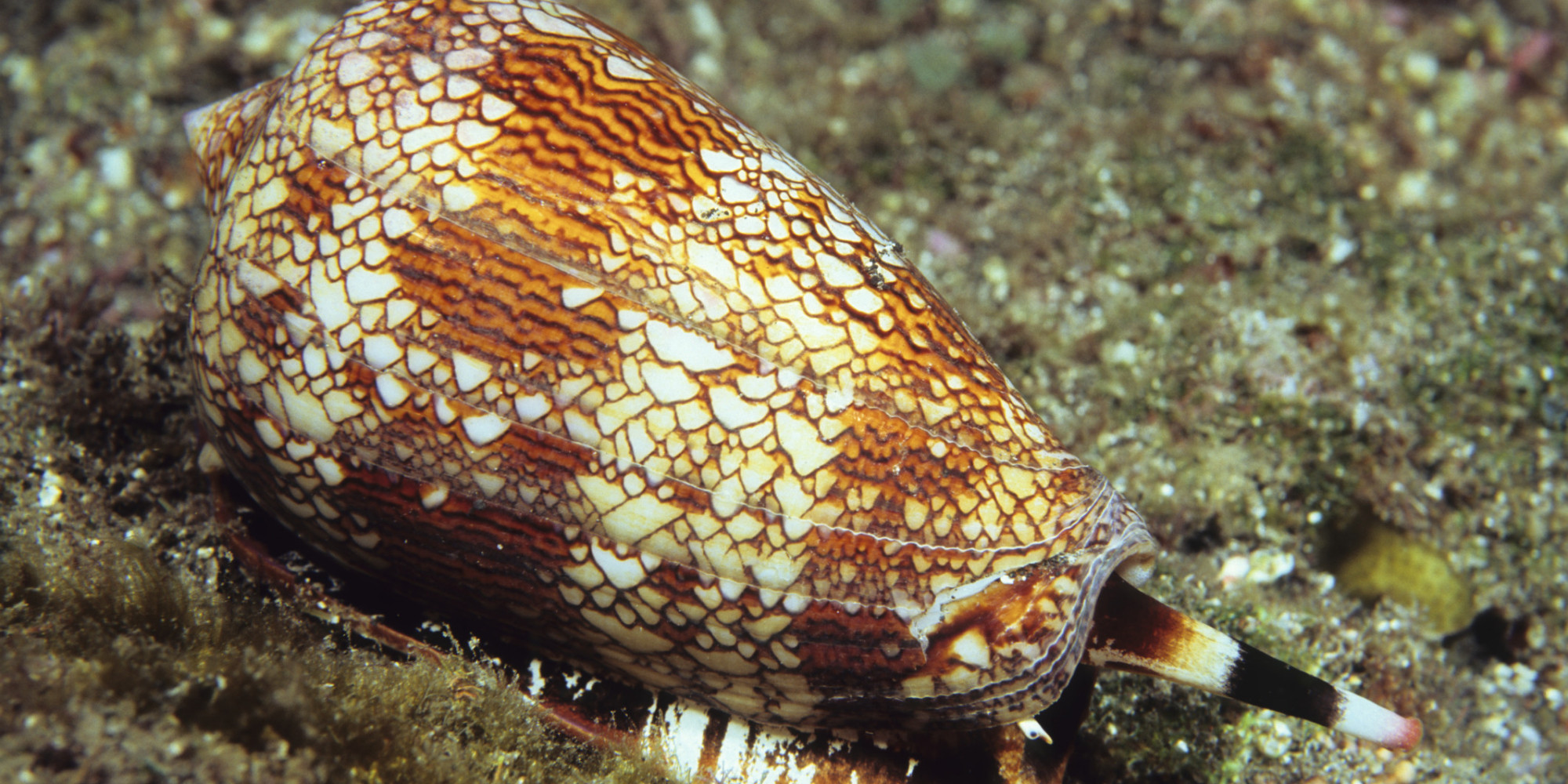 Snail Venom Could Be Used To Create Pain Relief Drug 'Stronger Than