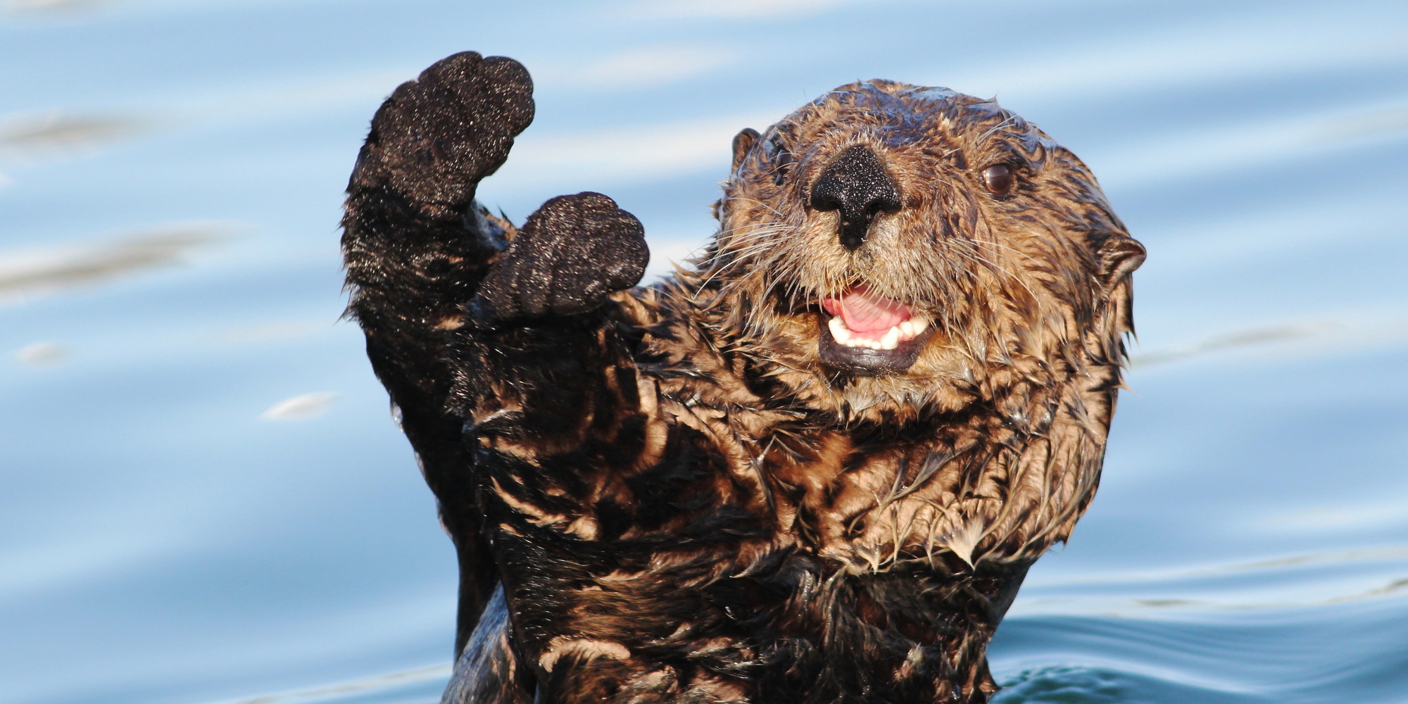 how-sea-otters-help-protect-underwater-meadows